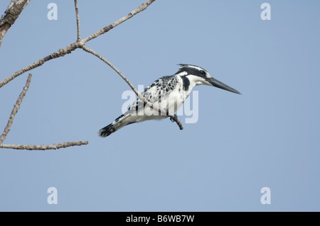 Pied Kingfisher Ceryle Rudis WILD Stockfoto