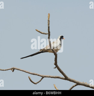 Namaqua Taube Oena Capensis WILD Stockfoto