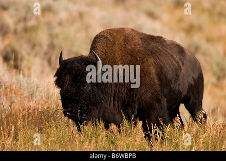 Bison, American Buffalo (Bison Bison) Stockfoto