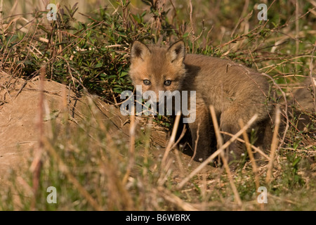 Red Fox Kits (Vulpes Fulva) Stockfoto