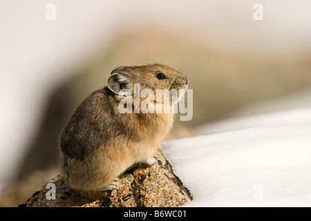 Pika (Ochotona Princeps) thront auf einem Felsen Stockfoto