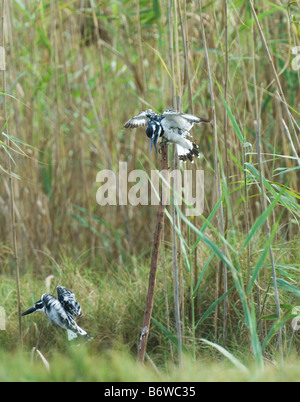 Pied Kingfisher Ceryle Rudis WILD Stockfoto