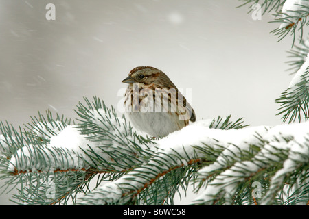 Singammer thront im Schnee bedeckt Fichte Stockfoto