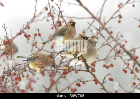 Cedar Seidenschwänze thront in Crabapple Baum mit Beeren Stockfoto