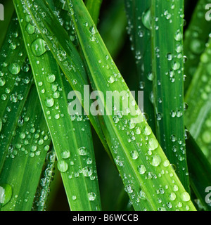 Regen-Tropfen Perlen auf Crocosmia Blätter Stockfoto