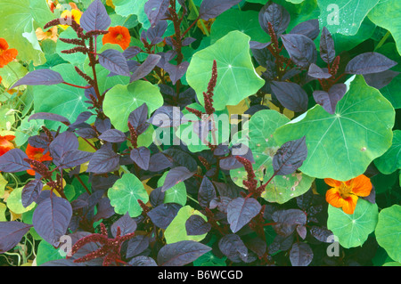 Nahaufnahme von dunklen roten Blättern mit grünen Blättern und orangen Blüten der Kapuzinerkresse Stockfoto
