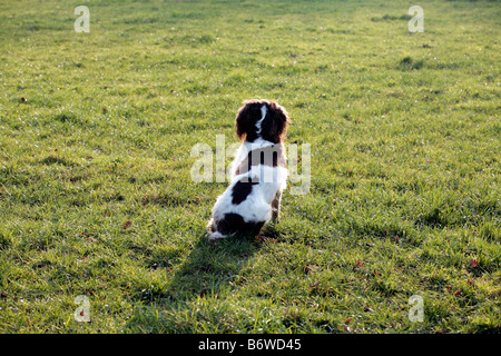 Englischer Spaniel Hund auf einem Fasan schießen, Somerset UK. Stockfoto