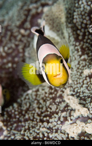 Ein Anemonenfische oder Clownfische, bergende in ihrer Host-Anemone, Kapalai, Sabah, Malaysia. Stockfoto