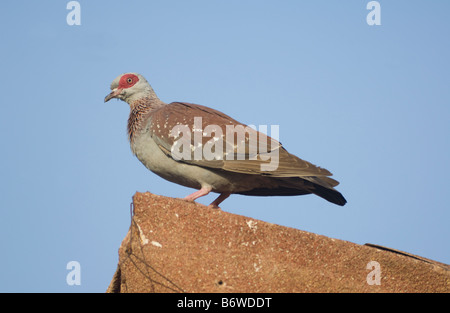 Gesprenkelte Taube Columba guinea Stockfoto