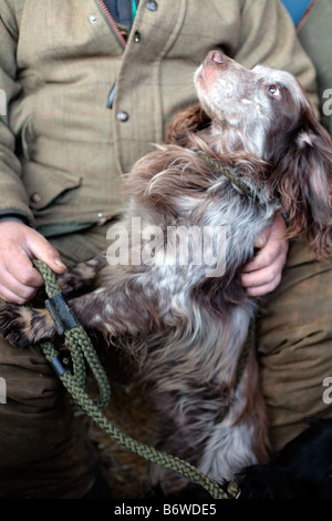 Englischer Spaniel Hund blickte zu Mann gekleidet in Tweed. Stockfoto