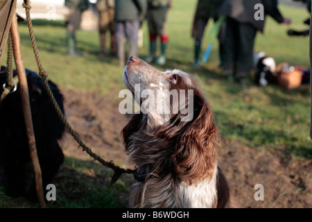 Englischer Spaniel Hund auf einem Fasan schießen, Somerset UK. Stockfoto