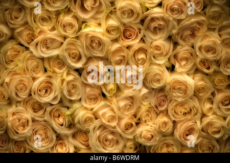 Hintergrund Wallpaper Rose Pedal Knospen Blüten Stockfoto