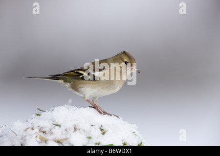 Weibliche Buchfink Fringilla Coelebs thront im Schnee Potton Bedfordshire Stockfoto