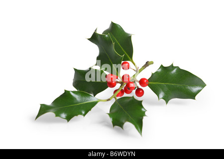 Holly Zweig mit Beeren schneiden Sie isoliert auf weißem Hintergrund Stockfoto