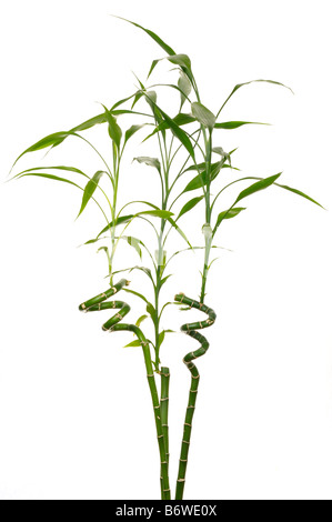 Drei Halme des Bambus Dracaena Sanderiana bezeichnende Glück in Feng Shuei auf weißem Hintergrund Stockfoto