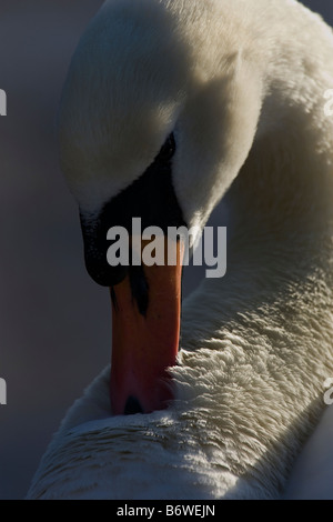 Höckerschwan putzen in der Wintersonne Stockfoto