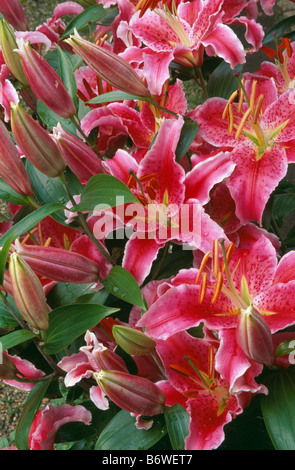 Nahaufnahme von rosa Stargazer Lilien Stockfoto