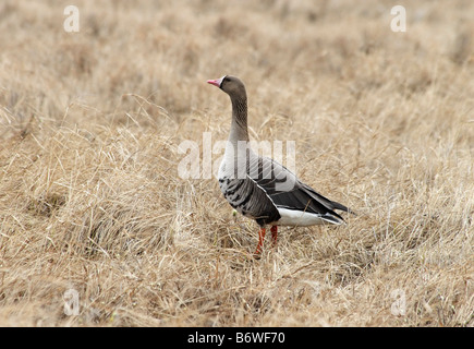 Weiß – Anser Gans (Anser Albifrons). Arktis, Kolguev Insel, Barents-See, Russland. Stockfoto