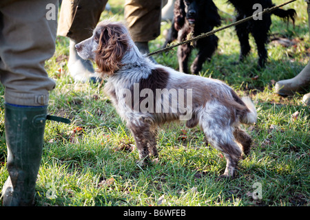 Englischer Spaniel Hund auf einem Fasan schießen, Somerset UK. Stockfoto