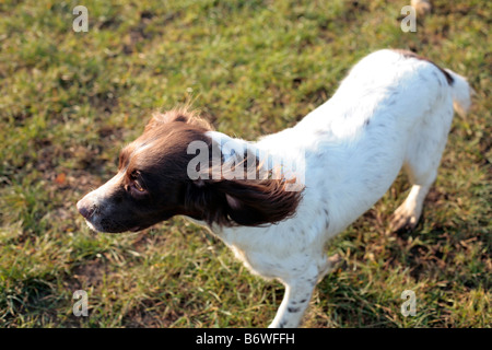 Englisch Springer Spaniel Hund auf einem Fasan schießen, Somerset UK. Stockfoto