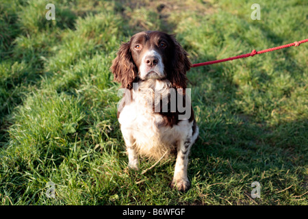 Englischer Spaniel Hund auf einem Fasan schießen, Somerset UK. Stockfoto