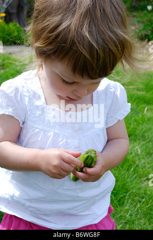 Zwei Jahre altes Mädchen mit dicken Bohnen in ihrem Rücken Garten angebaut Stockfoto