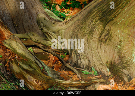 riesige Bäume Wurzeln und trockene Blätter Stockfoto