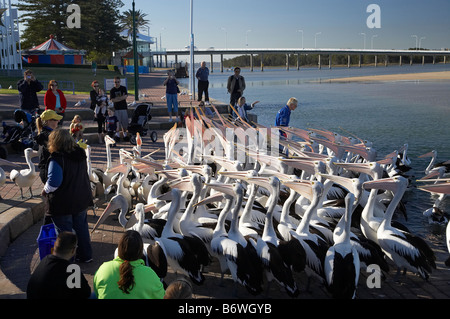 Fütterung der Pelikane Pelecanus Conspicillatus in der Eingang New South Wales Australien Stockfoto