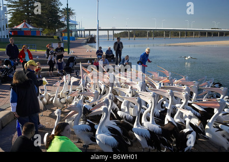 Fütterung der Pelikane Pelecanus Conspicillatus in der Eingang New South Wales Australien Stockfoto