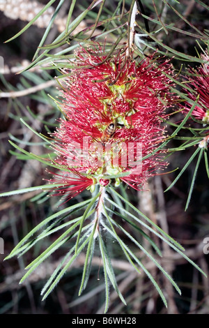 Granit-Honig-Myrte und Honig Biene-Melaleuca Elliptica und Apis Mellifera-Familie Myrtaceae Stockfoto