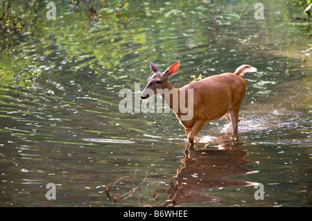 White Tail Doe im Knie tiefes Wasser waten Stockfoto