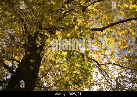 Gemeinsamen Lime Tilia Europaea Herbst Stockfoto