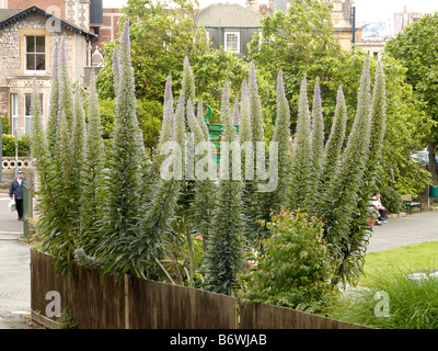 Riesige Viper's Bugloss, Echium pininana Stockfoto