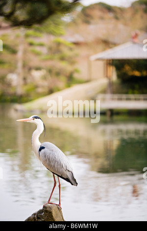 Graue Reiher in Okayama Korakuen Garten Stockfoto