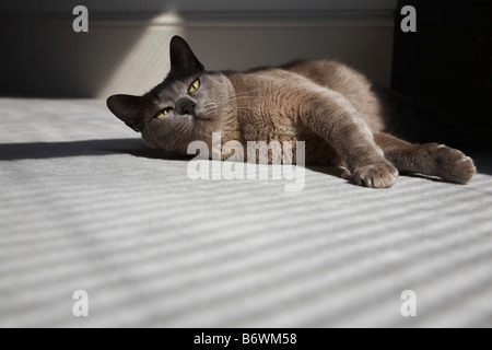 Katze auf Boden in der Sonne Stockfoto