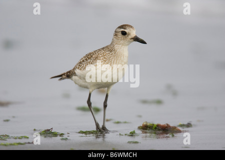 Grey Plover (Pluvialis Squatarola) am Strand Stockfoto