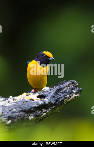 Orange-bellied Euphonia (Euphonia Xanthogaster) thront auf einem Toten Ast Stockfoto