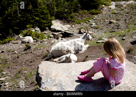 Kleines Mädchen sitzt gerade Mutter und Baby Bergziegen im Glacier National Park, Montana, USA Stockfoto