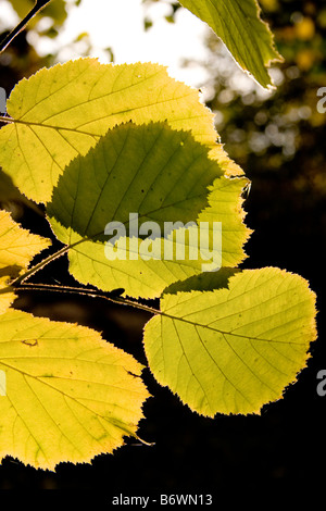 Gemeinsamen Hazel Corylus Avellana Blatt im Herbst Stockfoto