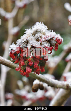 RAUREIF AUF HAMAMELIS X INTERMEDIA DIANE AGM Stockfoto