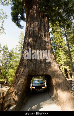 Auto fahren durch einen Baum Stockfoto