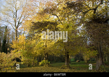 Gemeinsamen Lime Tilia Europaea Herbst Stockfoto