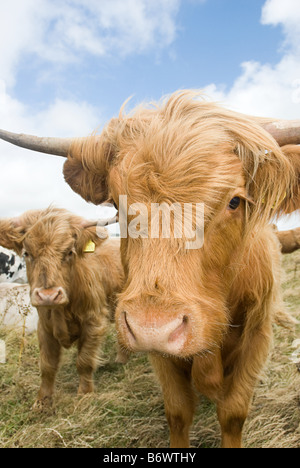 Highland Kühe Stockfoto