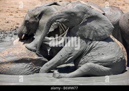 Afrika, Kenia, Masai Mara, Narok Bezirk. Eine Seite gestreift Schakal in der Masai Mara National Reserve von Südkenia. Stockfoto