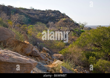 Afrika, Kenia, Kajiado District, Ol Doinyo Orok. Eine große Ansammlung von Maasai Krieger im Rahmen einer Eunoto Zeremonie Stockfoto