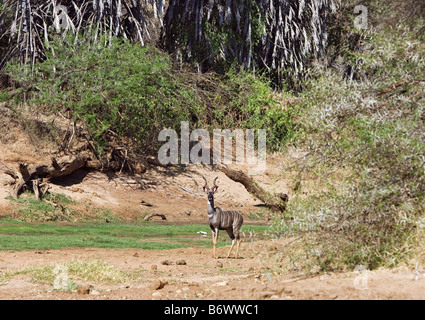 Kenia, Kajiado District, Ol Doinyo Orok. Drei Massai-Krieger mit langen ochred Haaren tragen die traditionelle Perlen Gürtel Stockfoto