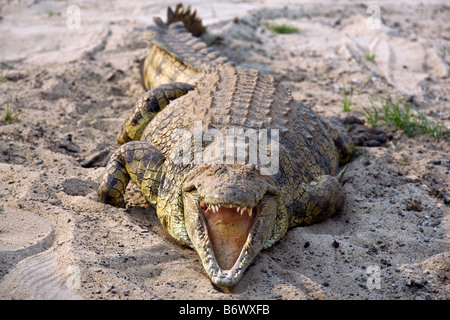 Tansania, Katavi-Nationalpark. Großen Nil-Krokodile sonnen sich in der Sonne an den Ufern des Flusses Katuma. Stockfoto