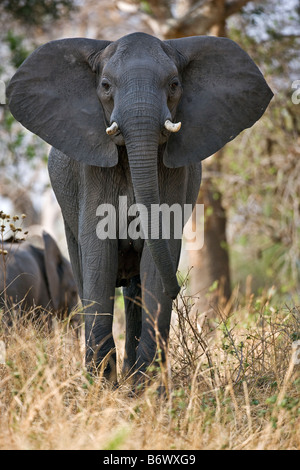 Tansania, Katavi-Nationalpark. Ein Elefant verkrustet im Schlamm des Katuma-Flusses. Stockfoto