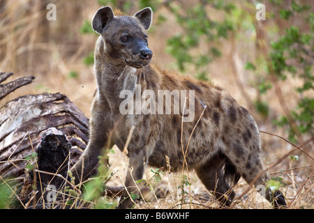 Tansania, Katavi-Nationalpark. Eine gefleckte Hyäne ernährt sich von Buffalo Kadaver im Katavi-Nationalpark. Stockfoto