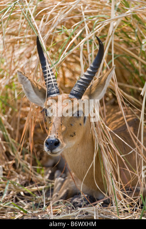 Tansania, Katavi-Nationalpark. Eine gefleckte Hyäne ernährt sich von Buffalo Kadaver im Katavi-Nationalpark. Stockfoto